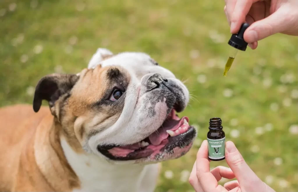 dog cbd 