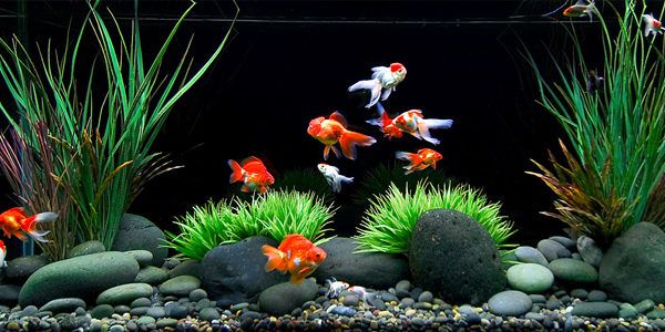 aquarium plants